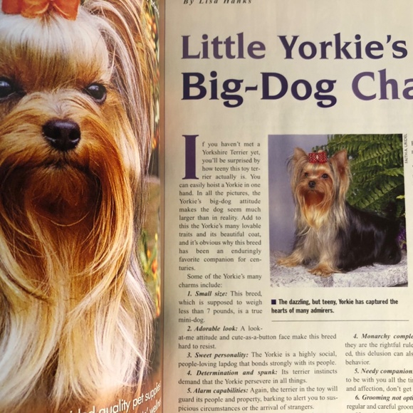 Yorkshire Terriers All About America's Favorite Dogs Magazine - Picture 2 of 6